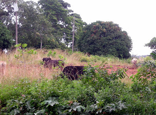 Cows, La Ceiba, Honduras