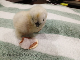 silkie, chicken, curled, toes, fix, chick, happy, shoe