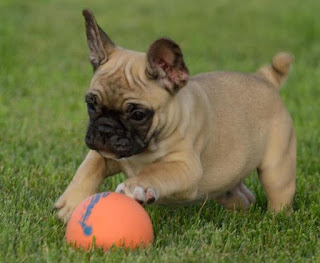 Best French Bulldog Puppies For Sale Long Island New York www.BestPuppiesForSale.org (631) 644-0326