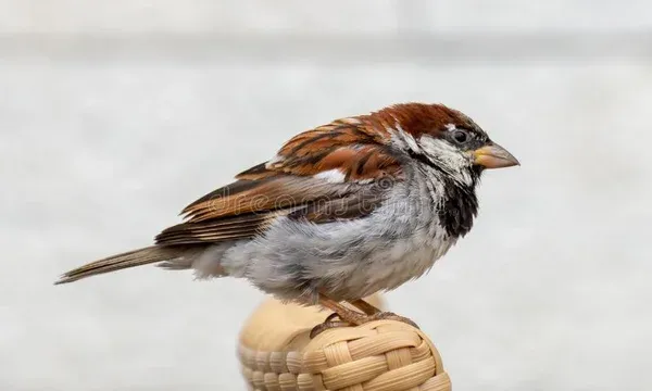 هل من السهل صناعة طعام لتغذية الطيور.