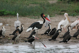 Birding destinations in Uganda