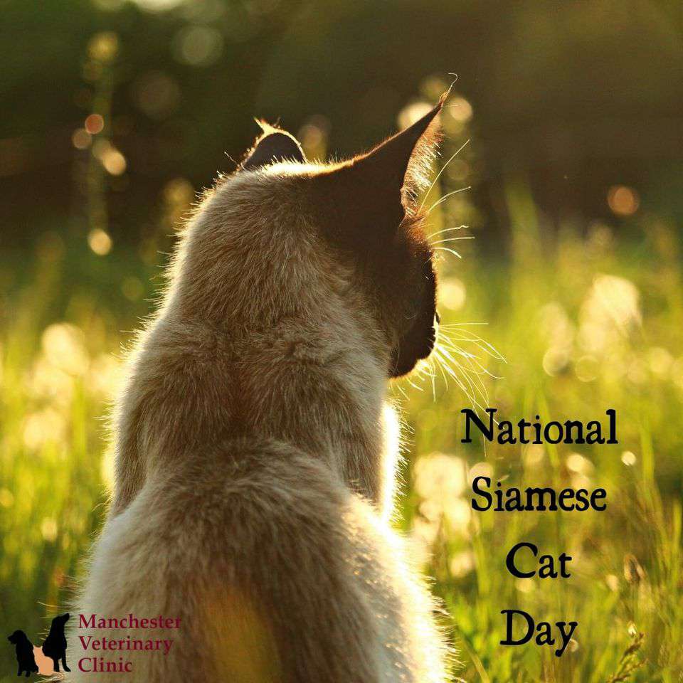 National Siamese Cat Day Wishes Beautiful Image