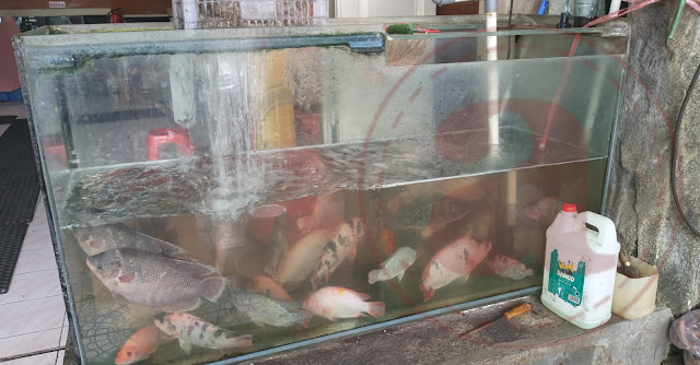 Aquarium Bahan Baku Ikan