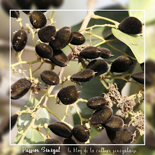 Le tamarinier noir, Arbre fruitier du Sénégal, donne le fruit Solom, en cuisine confiture, miel, sirop. Chronique Passion Sénégal