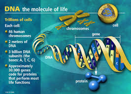 The length of DNA in chromosomes per cell is 2 meters. If the number of cells per person is about 75 trillion, then if the number of DNA found on the body of a man linked with the length 2 x 75.000.000.000.000 = 150.000.000.000.000 (150 trillion meters) or 150,000,000,000 (150 billion) km.