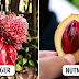 This Is What Popular Foods Look Like Before They’re Harvested