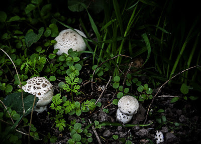 Ташкент весна дождь грибы Tashkent spring rain  mushrooms 