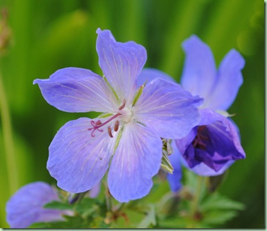 Geranium ‘ Johnson’s Blue’