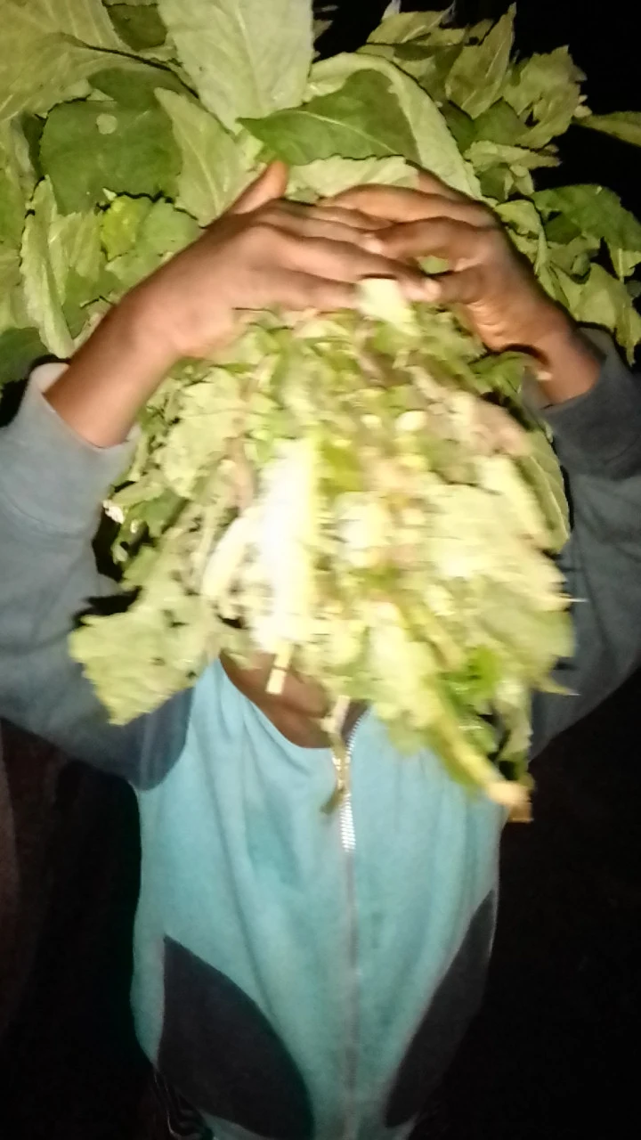 CHILD HAWKING VEGETABLE