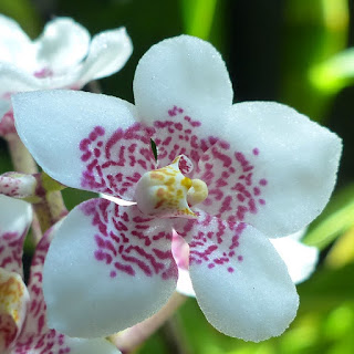 Sarcochilus Bonanza 'Big Pat' x Sarcochilus Sweetheart 'Speckles'