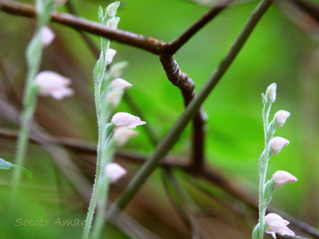 Goodyera schlechtendaliana