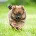  Which Dog is the Smallest? 