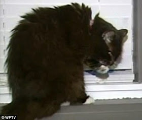 Andrea, kucing yang hidup kembali setelah 2 kali dibunuh