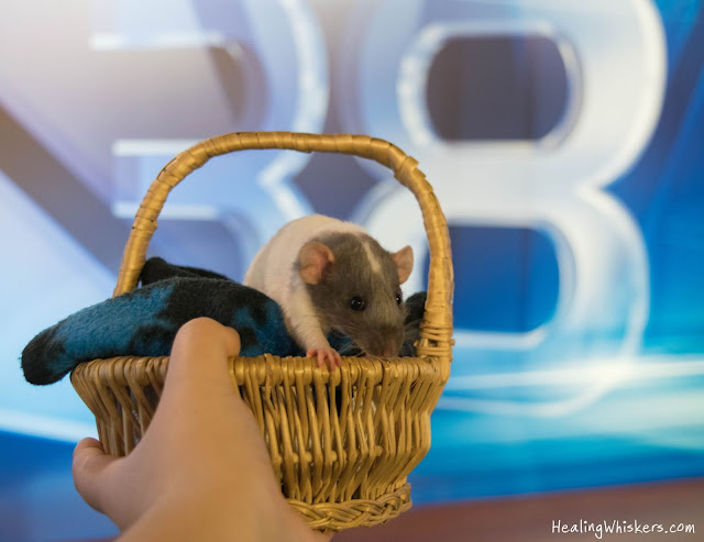 Vincent the rat on the Dee Armstrong Show