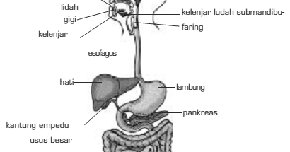 organ pencernaan  utama struktur  dan fungsi sistem 