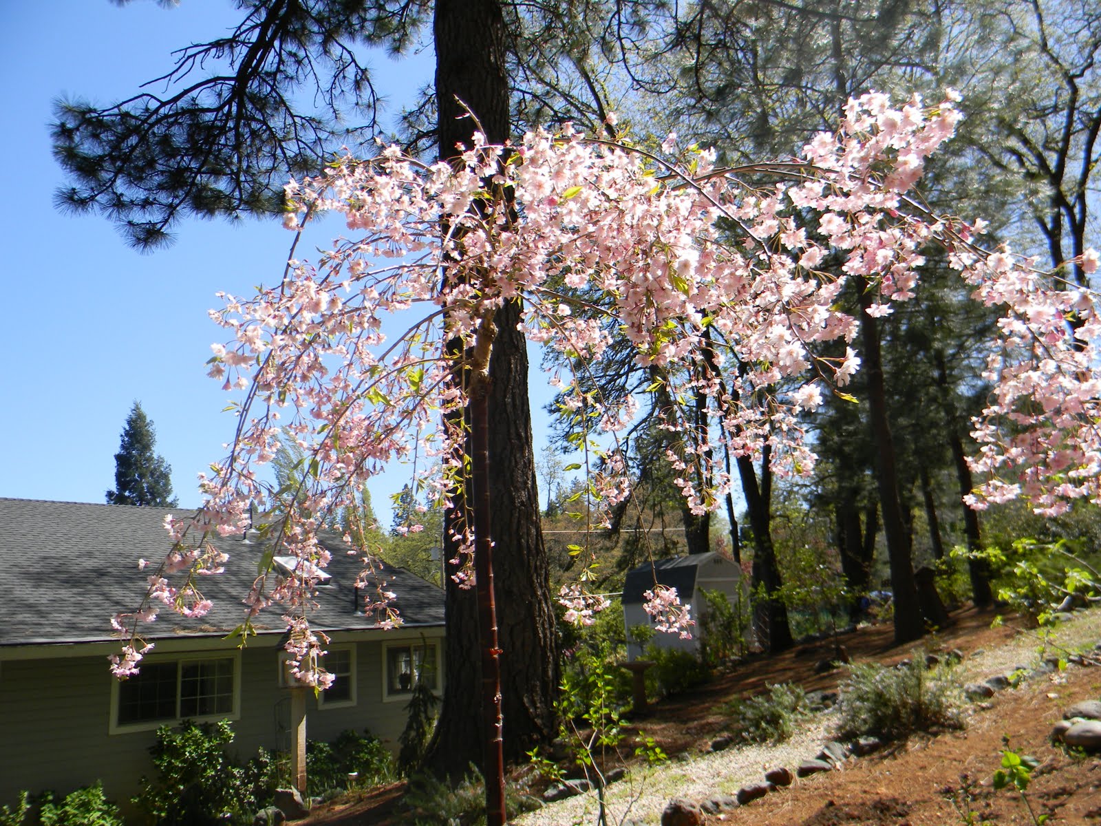 out a Weeping Cherry tree