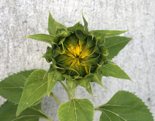 One of the sunflowers nearly ready to open