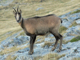 Pyrenean chamois predators