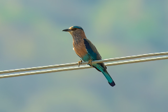 Travel Tirunelveli Nellai Thamirabarani Western Ghats Birds Nature