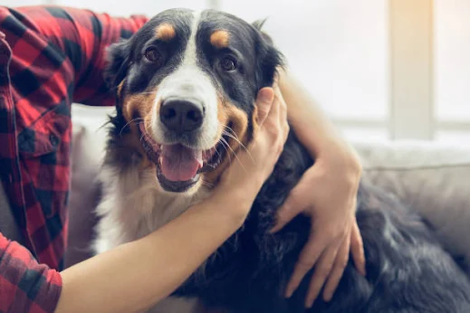 Owning a dog is a rewarding and fulfilling experience. Dogs are not just pets; they become cherished members of our families. However, taking care of a dog requires knowledge, dedication, and responsibility.