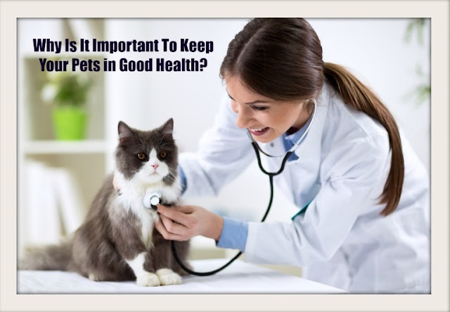 Why Is It Important To Keep Your Pets in Good Health?