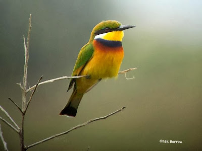 Abejaruco pecho azul Merops variegatus