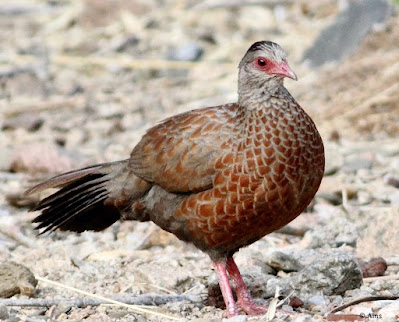 "The Red Spurfowl is considered a vulnerable species by the  (IUCN), due to habitat loss and hunting pressure."