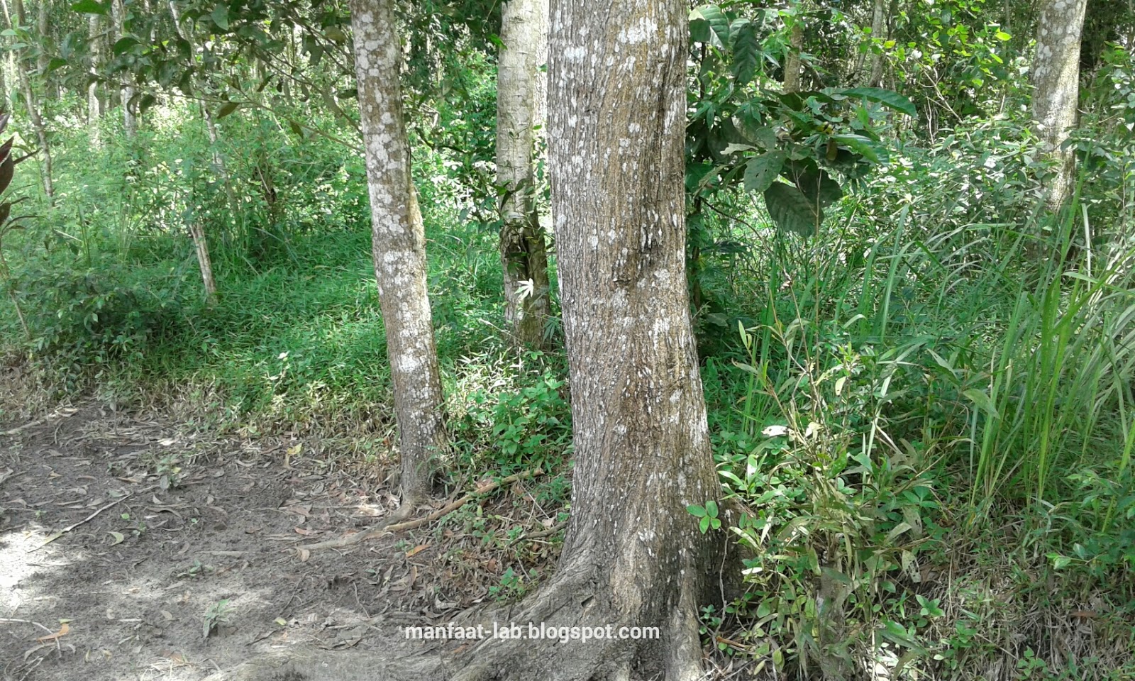  Kelebihan  pohon Akasia  liar Manfaat Lab