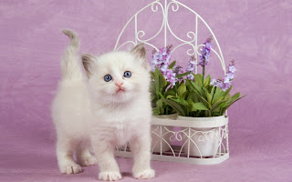 Cat Wallpapers