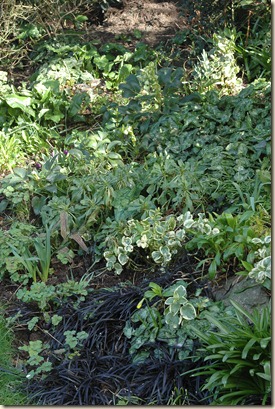 garden a day 046