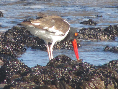 aves de la costa atlántica