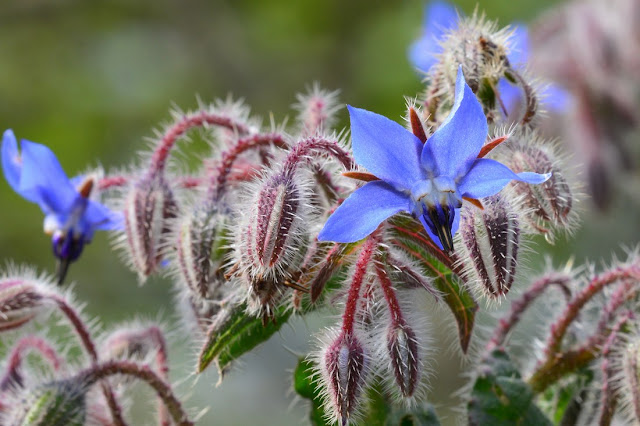 Borago officinalis