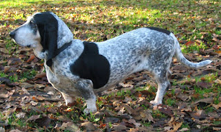 Basset Bleu de Gascogne -dogs-pets-dog breeds