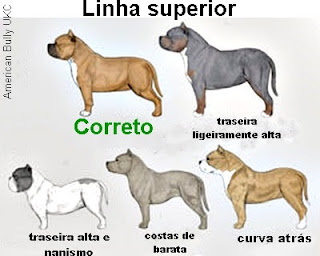 perfil de coluna de cães