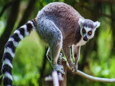 Lazy Lemur