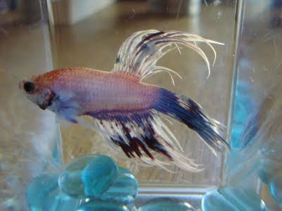 crowntail betta splenden