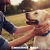 What To Consider When Adopting A Dog