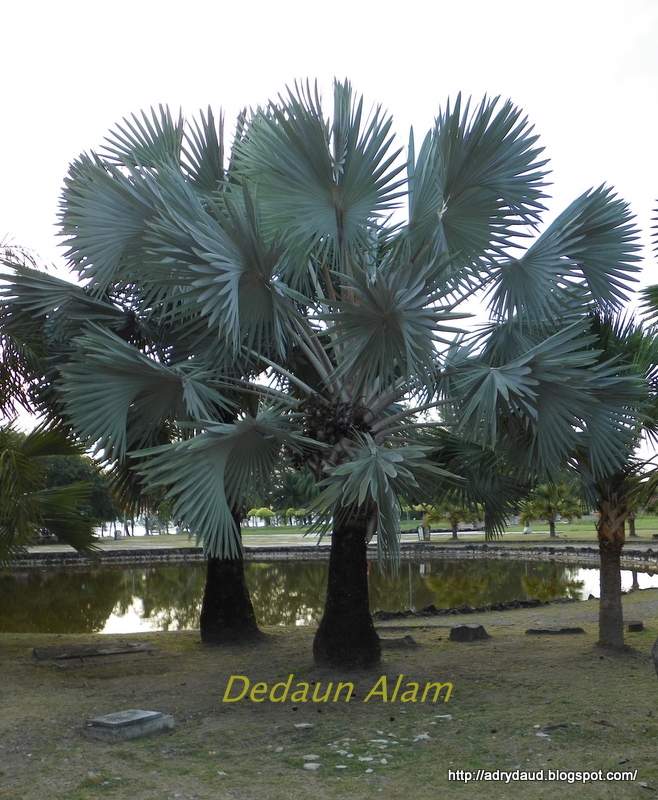 Dedaun Alam Bismarckia Nobilis Silver