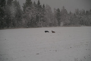 Bouvier och Schäfer