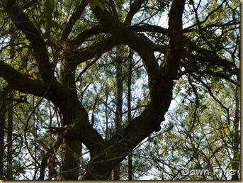 Botany Bay and the Boneyard_010