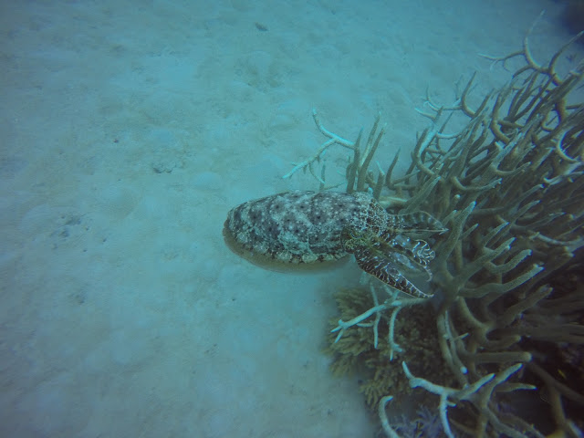 cairns, great barrier reef, scuba diving australia