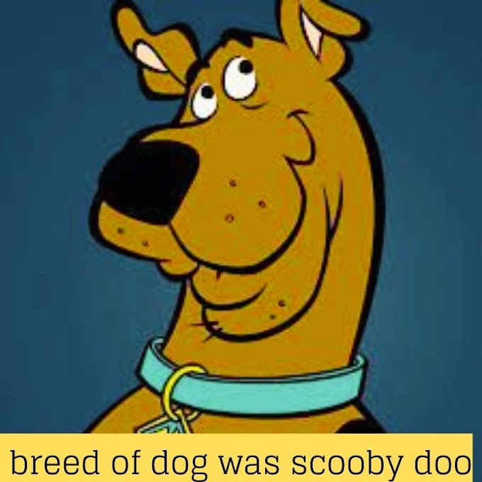what breed of dog was scooby doo in cartoon