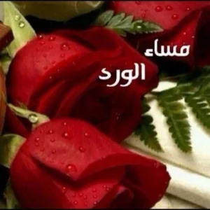 صور مساء الورد