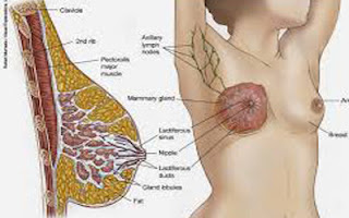 Breast most cancers treatment alternatives