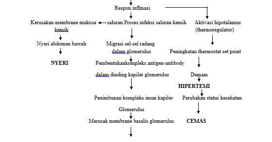 Patofisiologi Glomerulonefritis  Blog Kesehatan