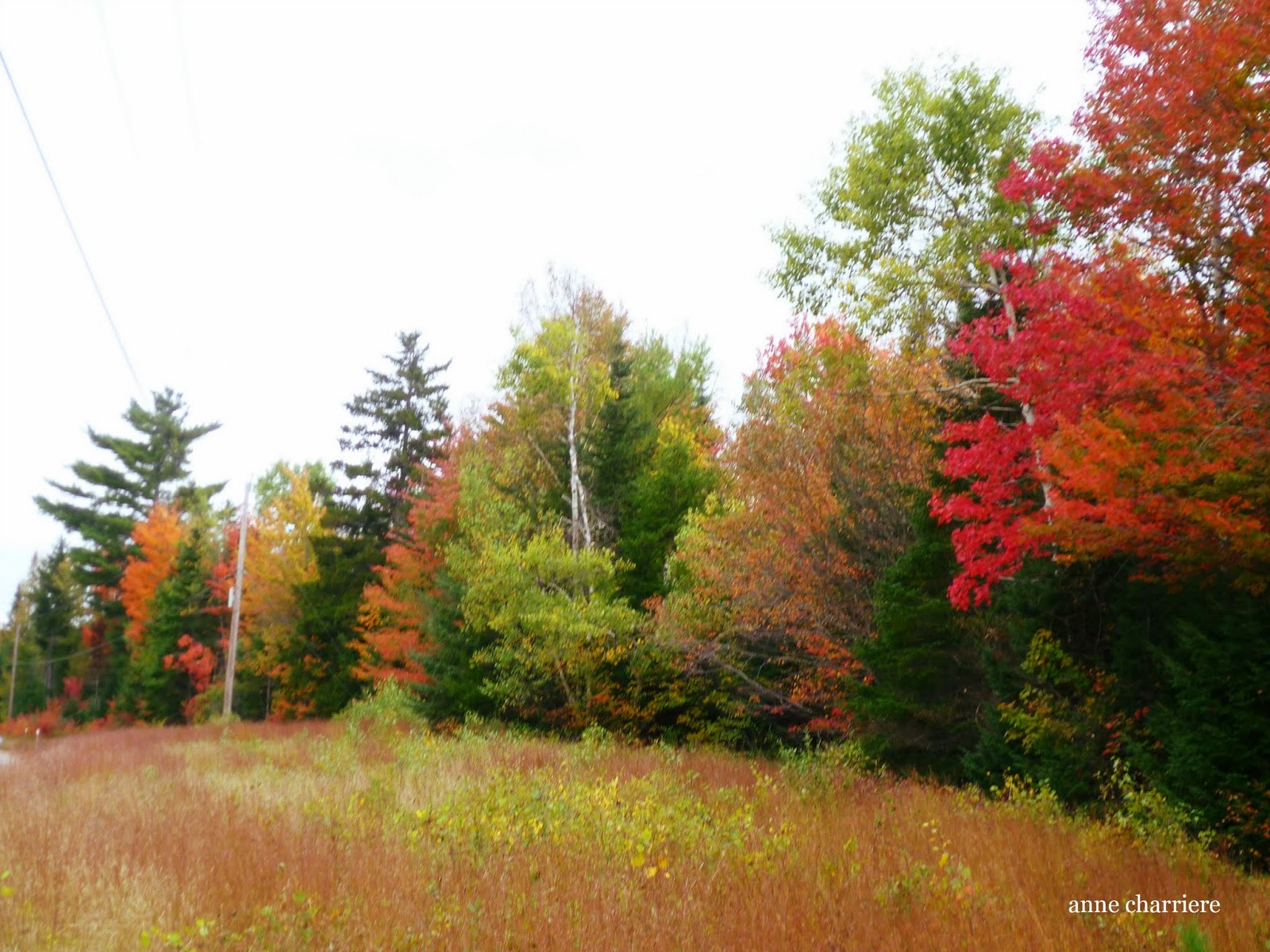 annecharriere.com, fall foliage, leaf color,