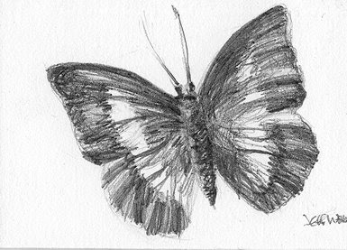 ACEO butterfly sketch