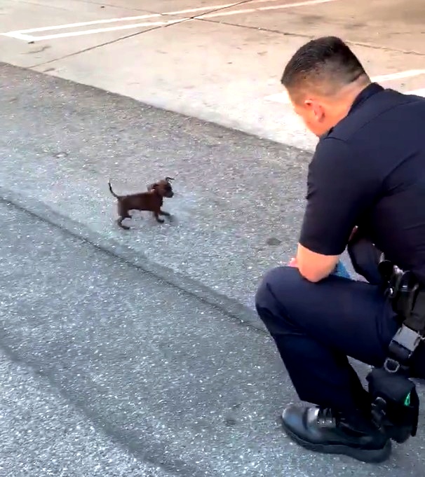 Abandoned Puppy's Heartbreaking Chase Sparks Outrage and Calls for Adoption in California