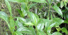 ALAM TUMBUHAN: KELUARGA HEMPEDU (Acanthaceae family)