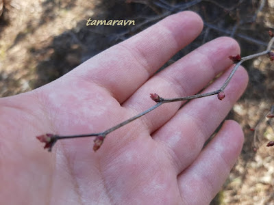 Спирея уссурийская / Таволга уссурийская (Spiraea ussuriensis)